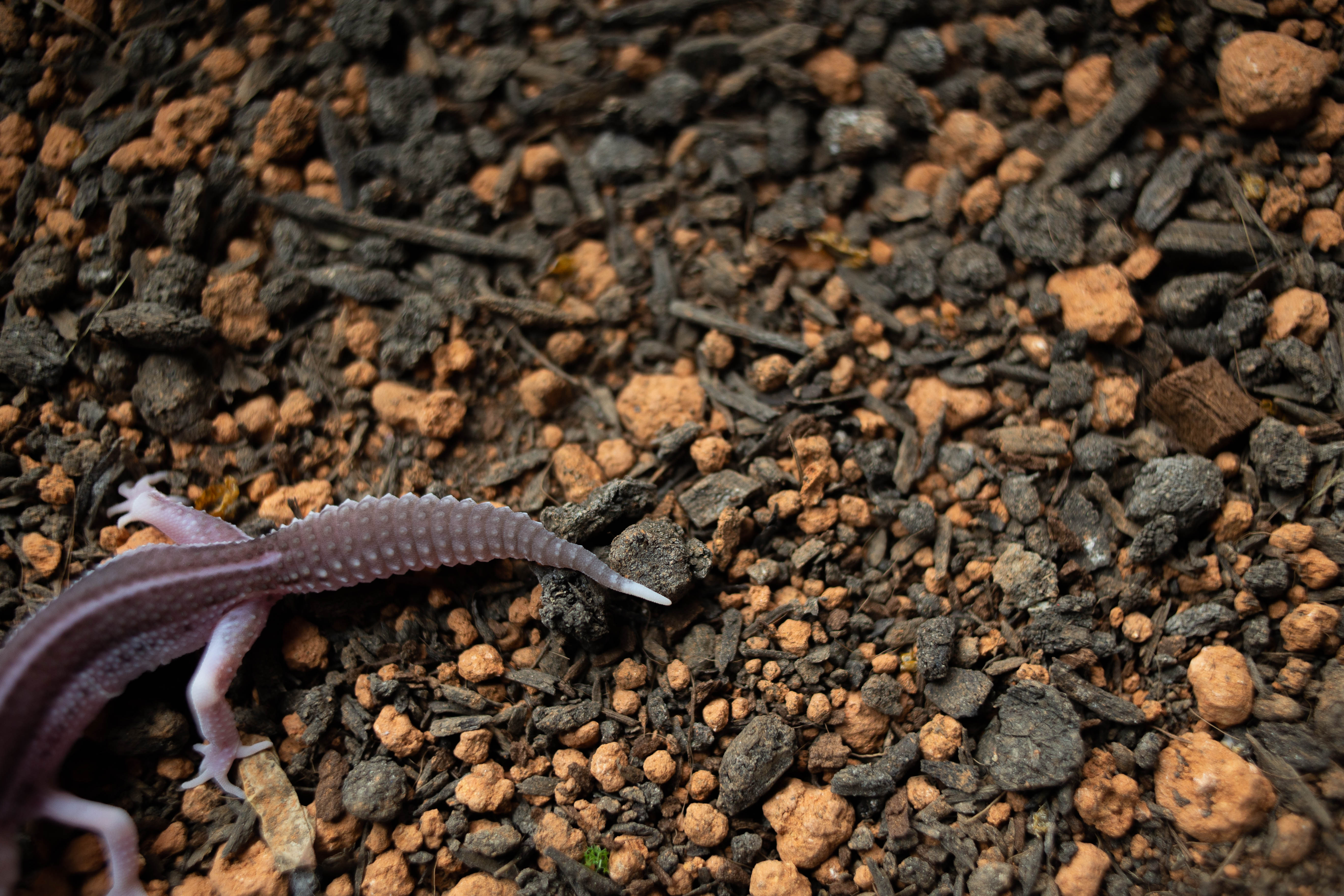 2 . ブラックナイト x ギャラクシー (F) detail 1