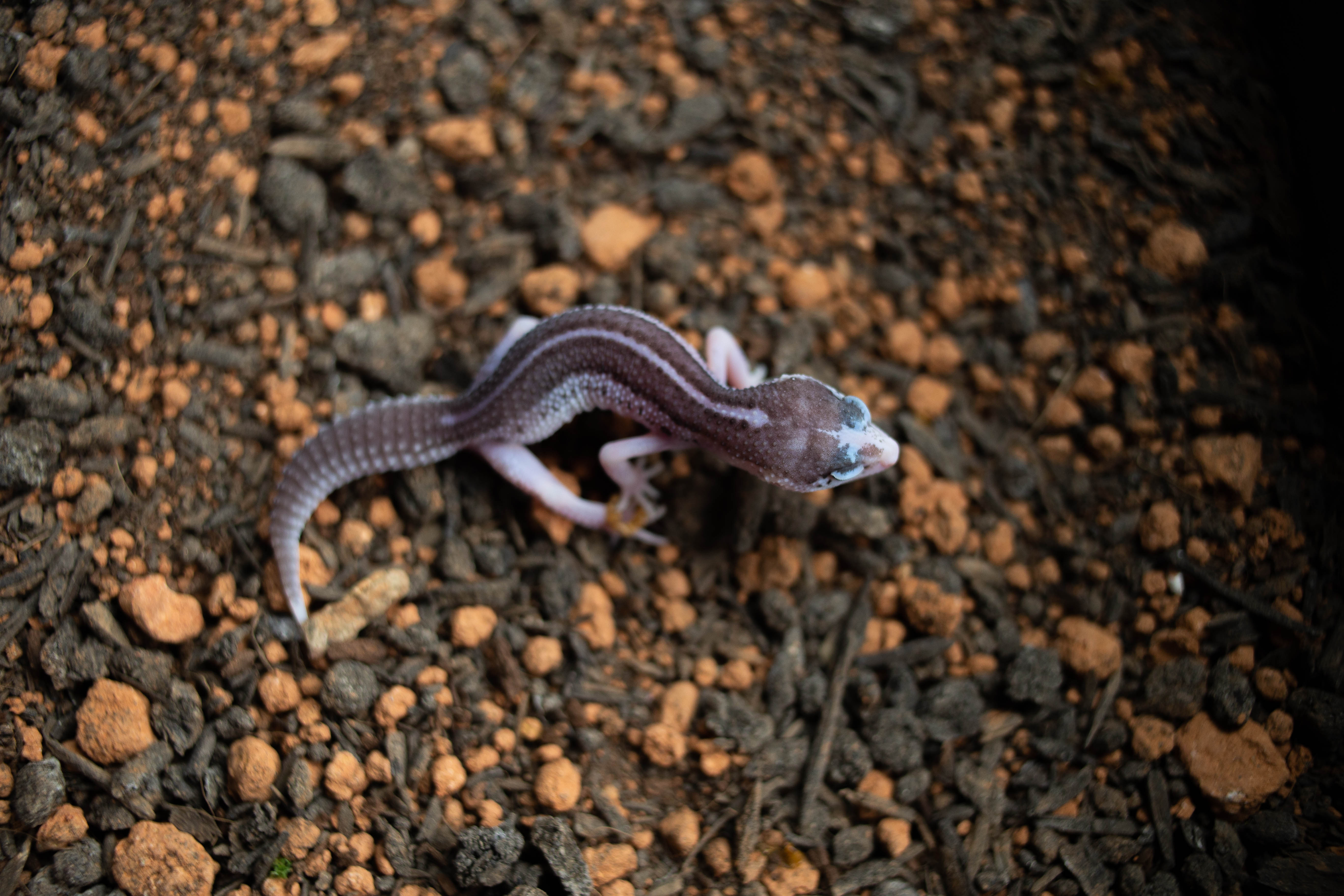 2 . ブラックナイト x ギャラクシー (F) detail 2