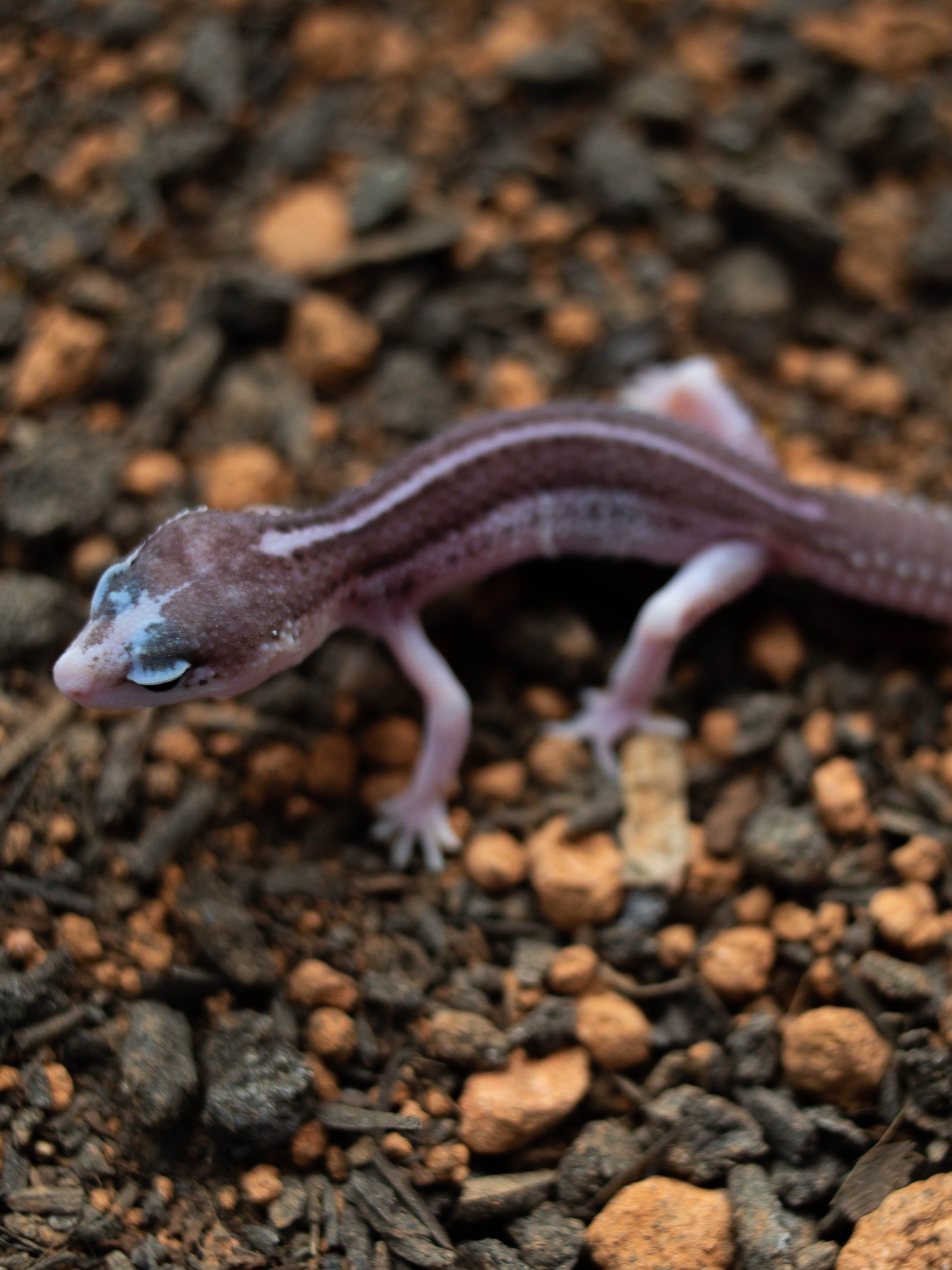 2 . ブラックナイト x ギャラクシー (F) detail 3