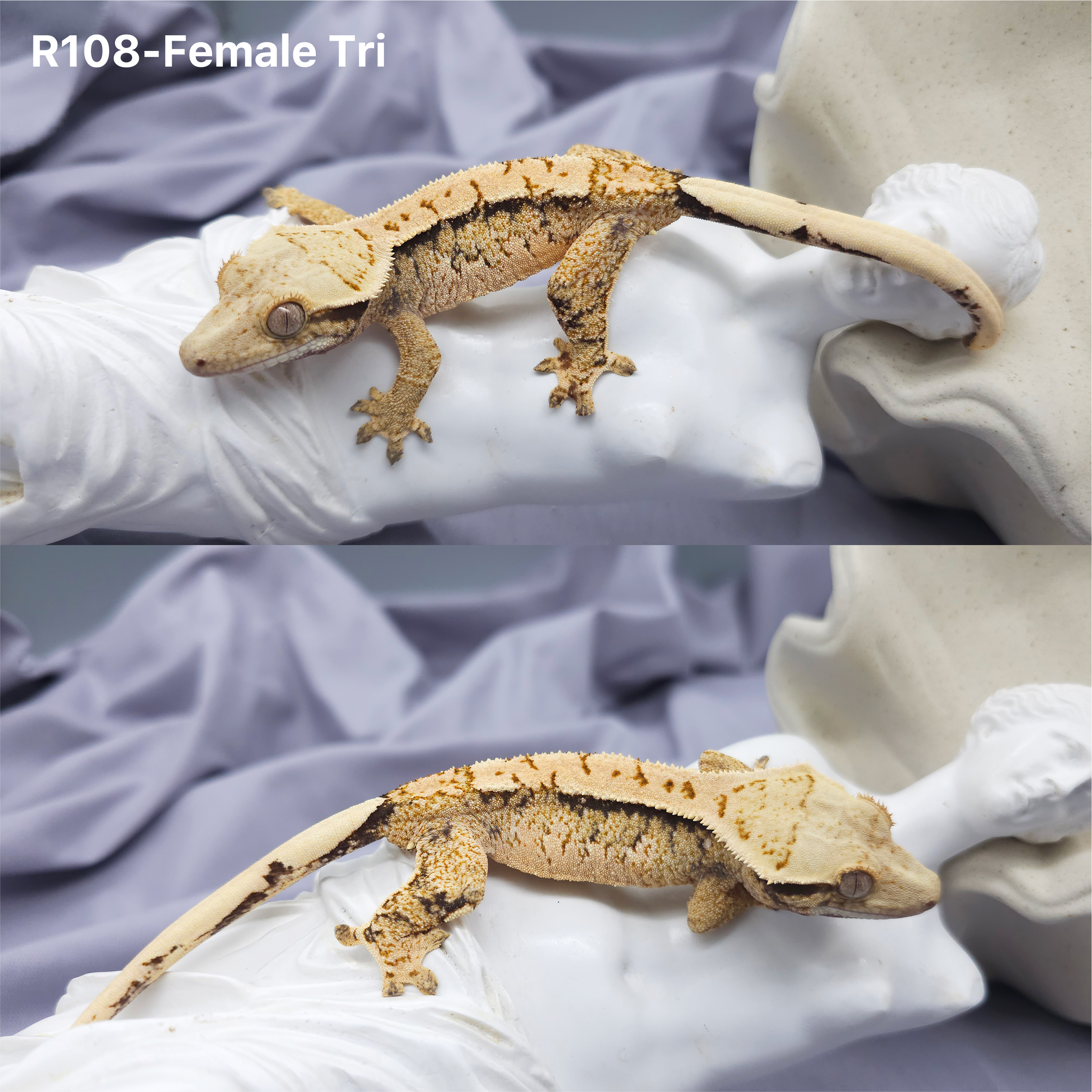 Z108 トライ (F) detail 1