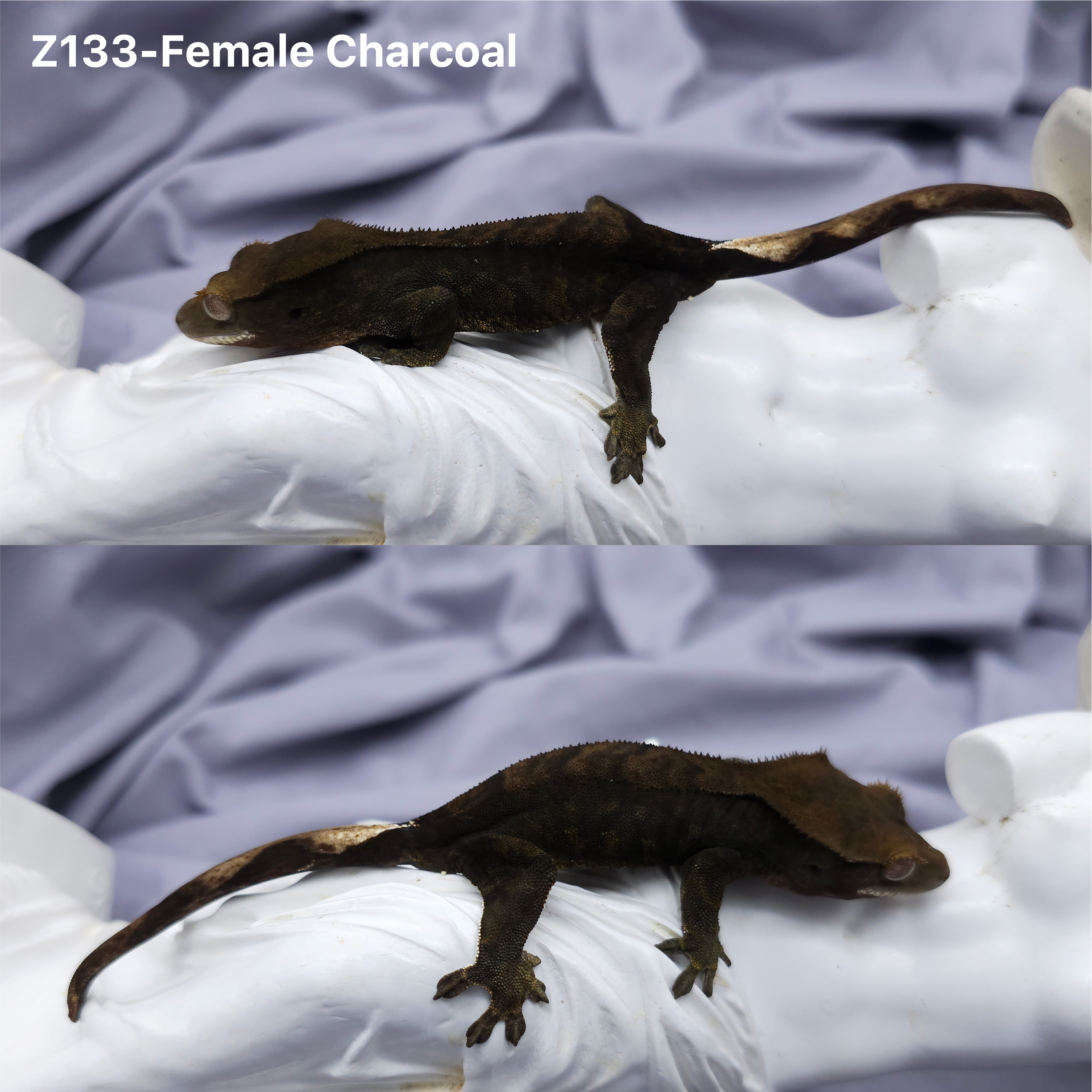 Z133 チャコール (F) detail 1