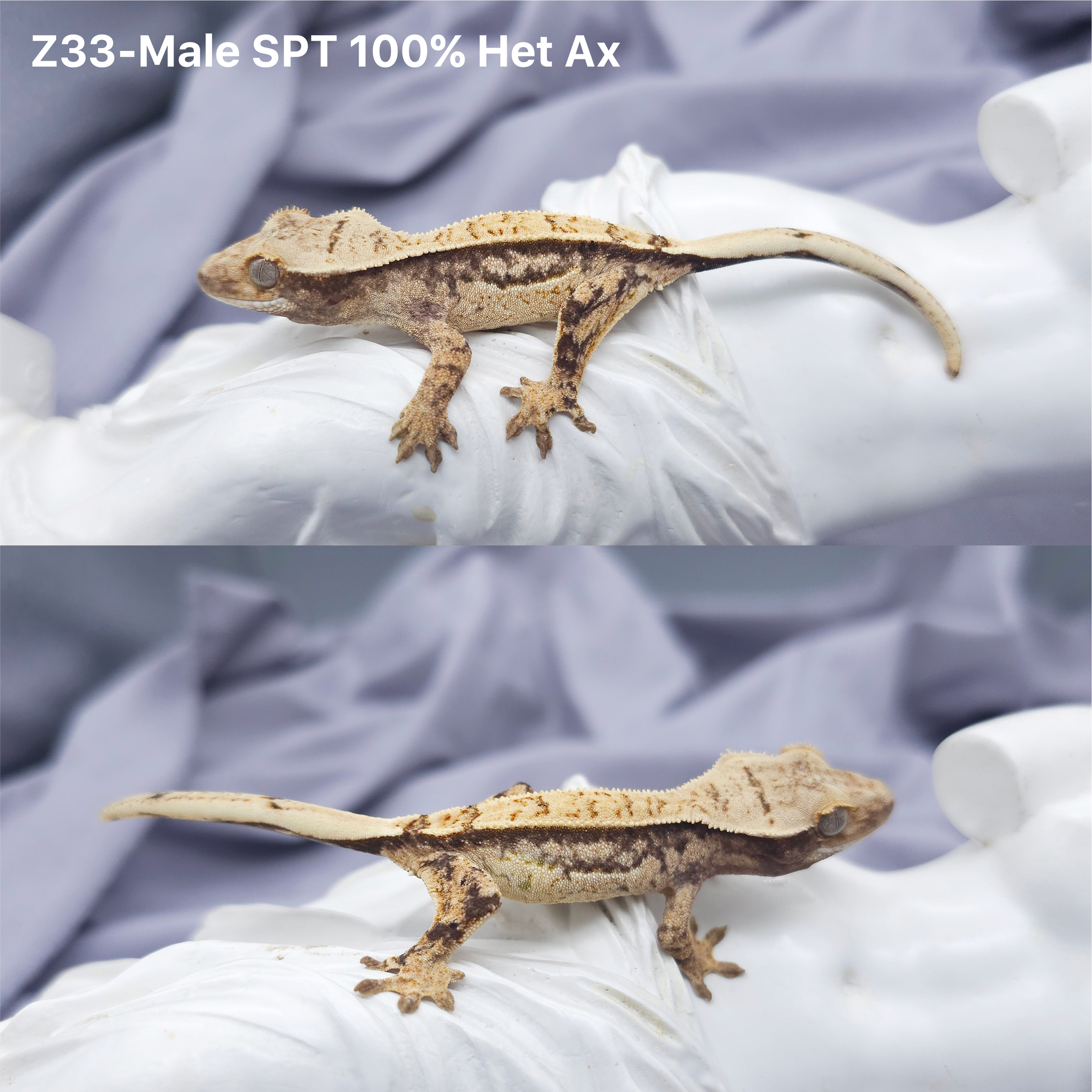 Z33 SPT Het 100 アザンティック (M) detail 1