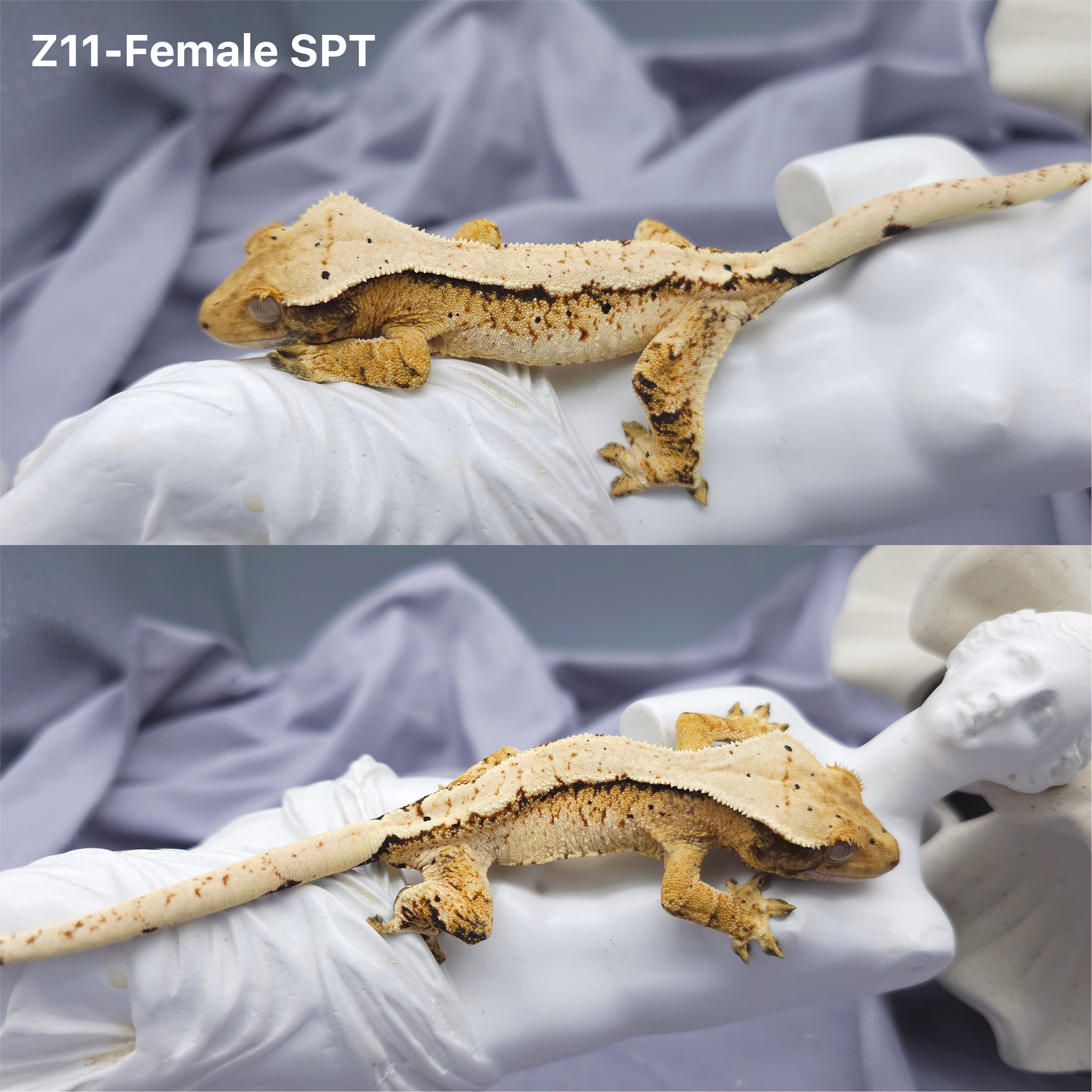 Z11 SPT (F) detail 1