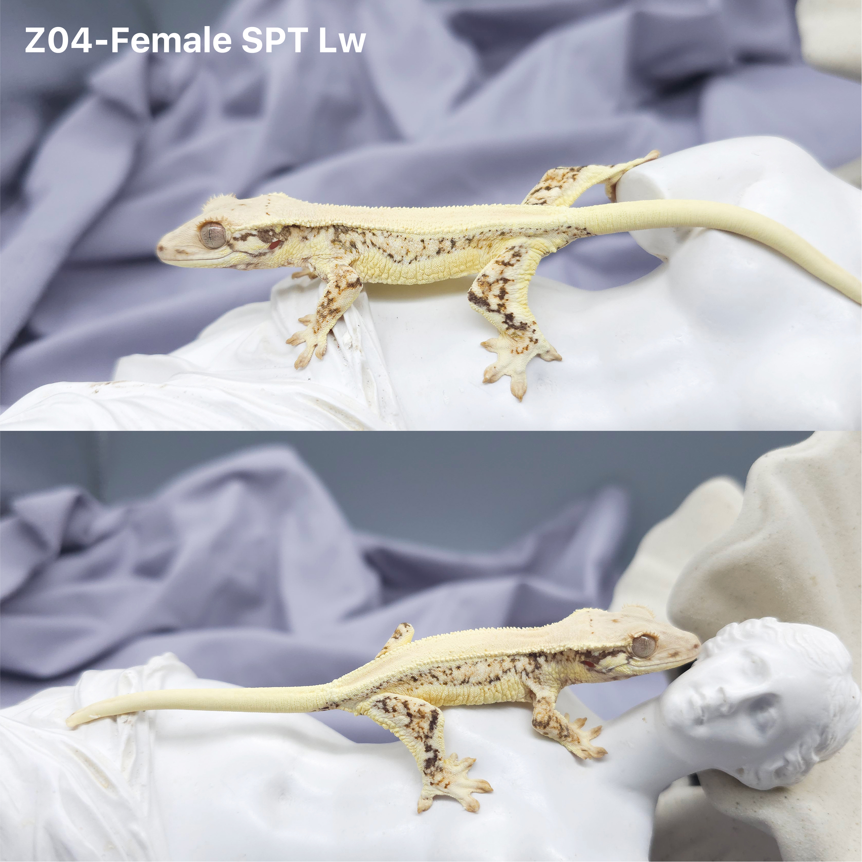 Z4 SPT リリー (F) detail 1