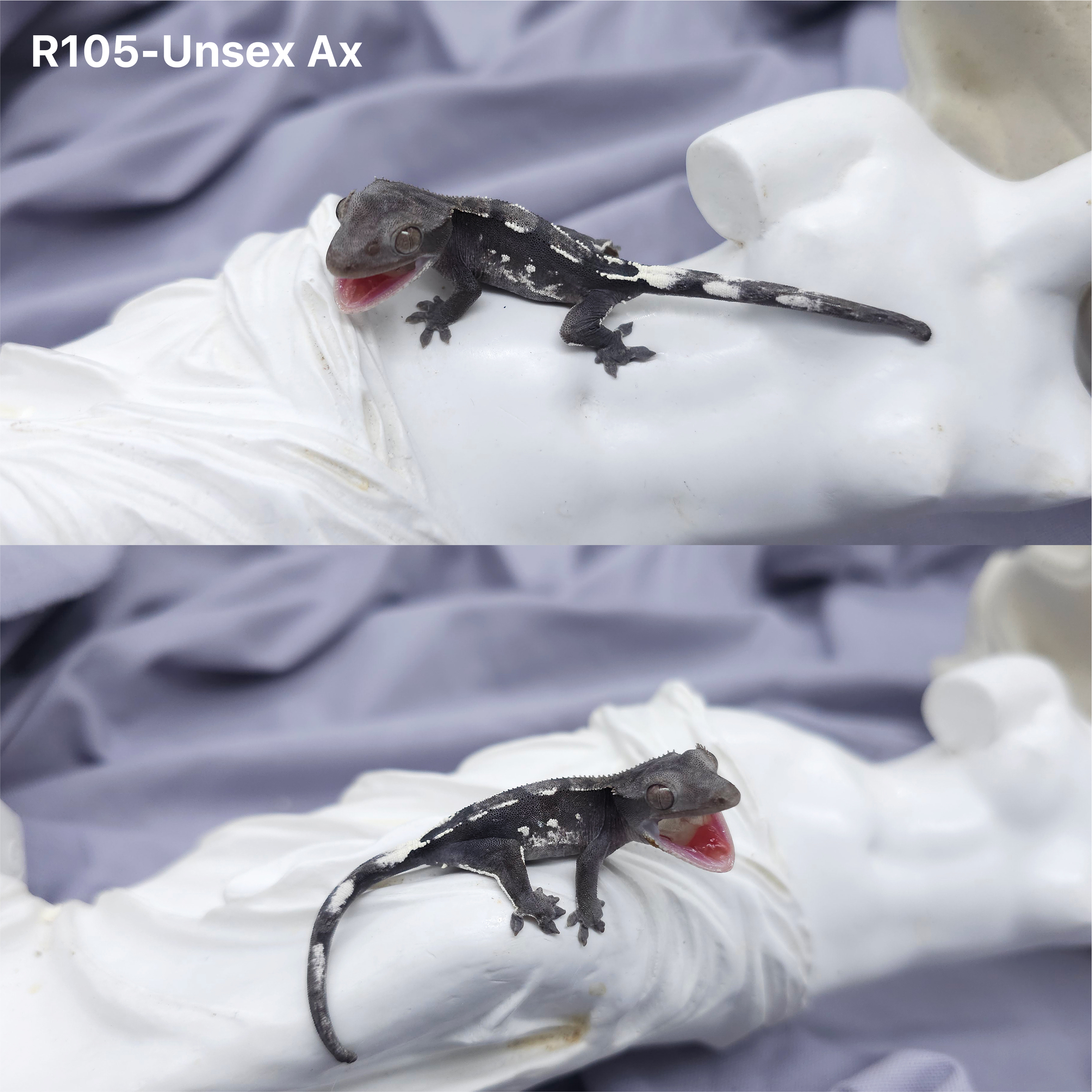 Z105 アザンティック (U) detail 1