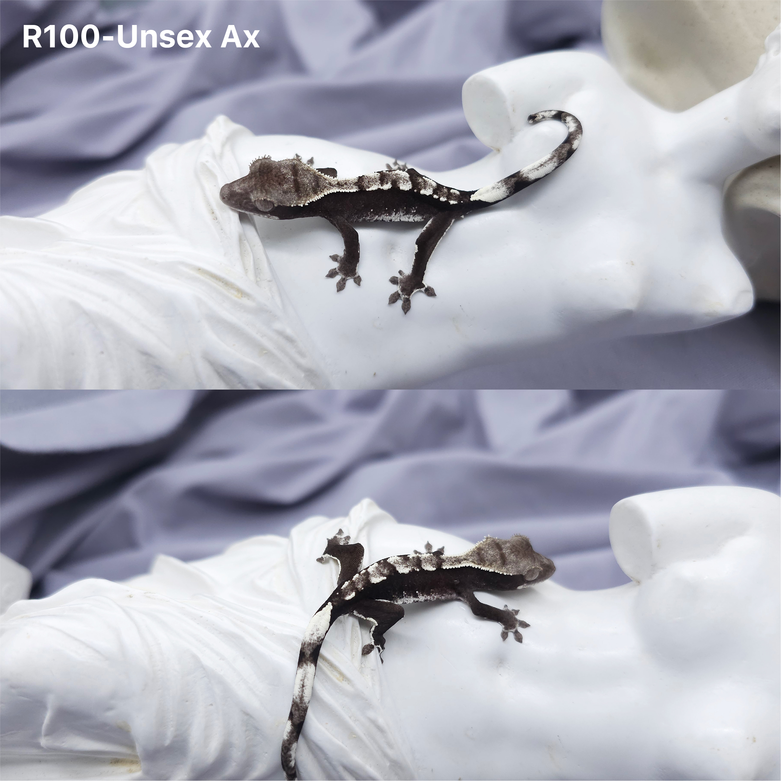 Z100 アザンティック (U) detail 1