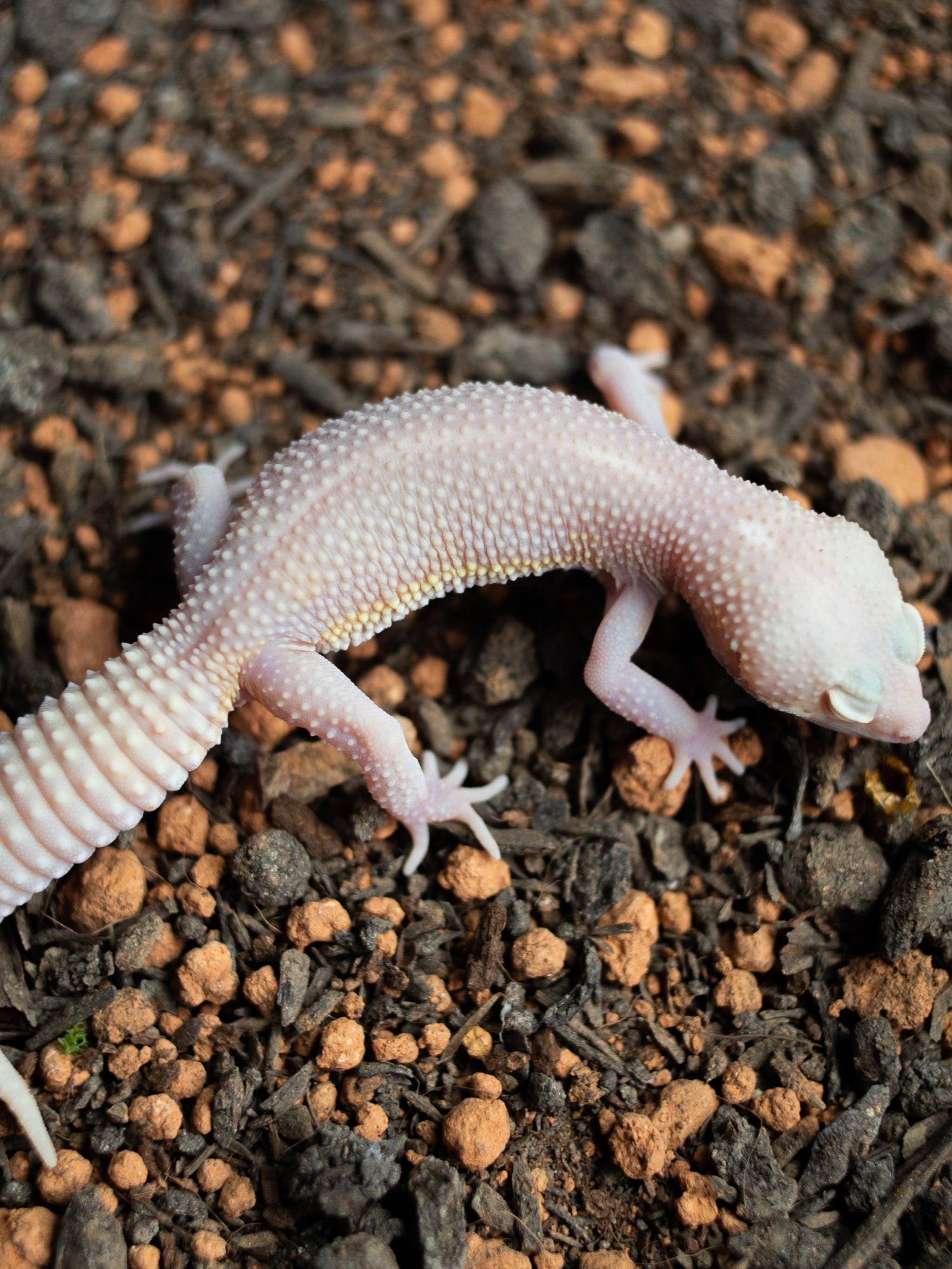 8. スノーレーダー ブラックナイト detail 1