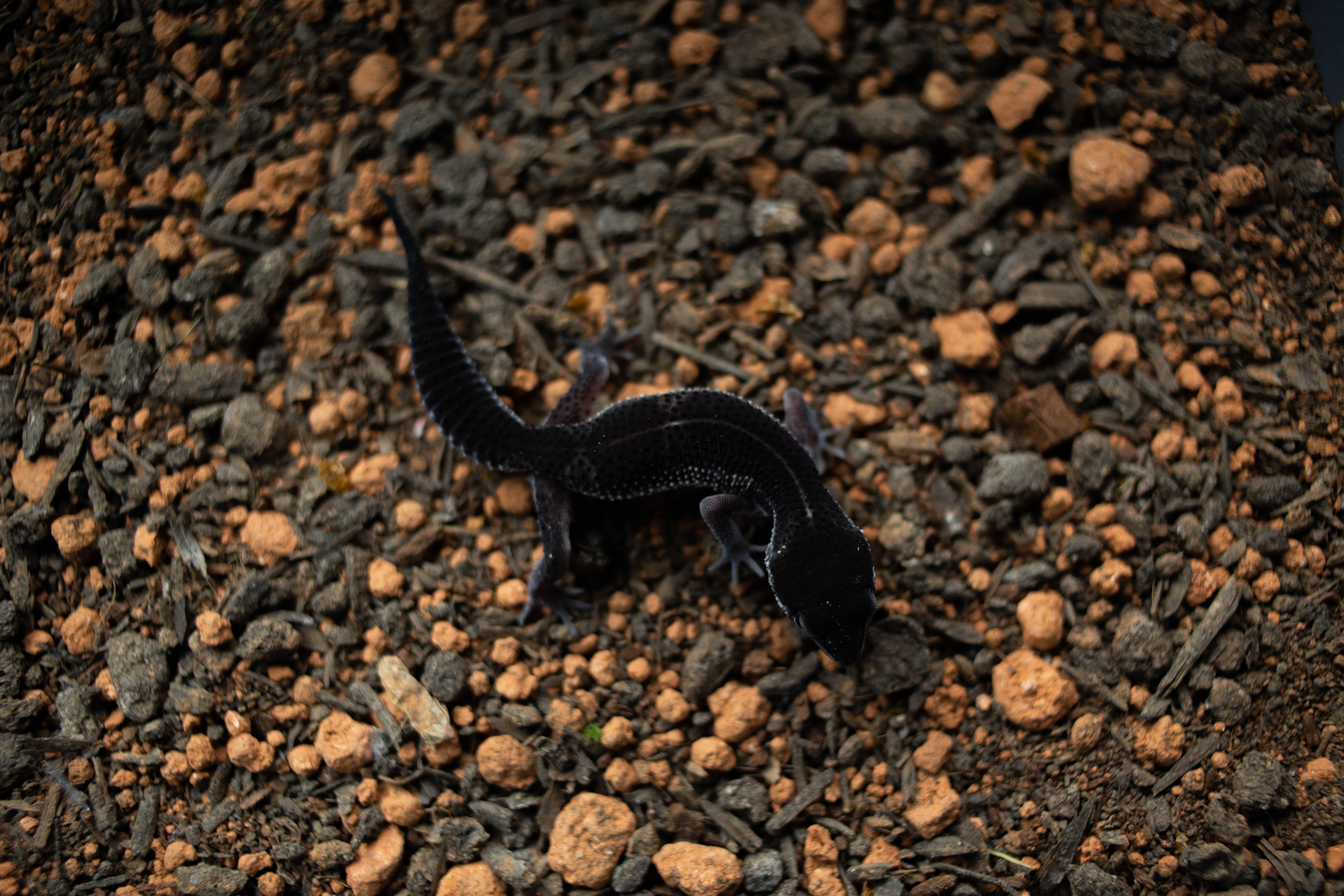 3. スノーブラックナイト (F) detail 1