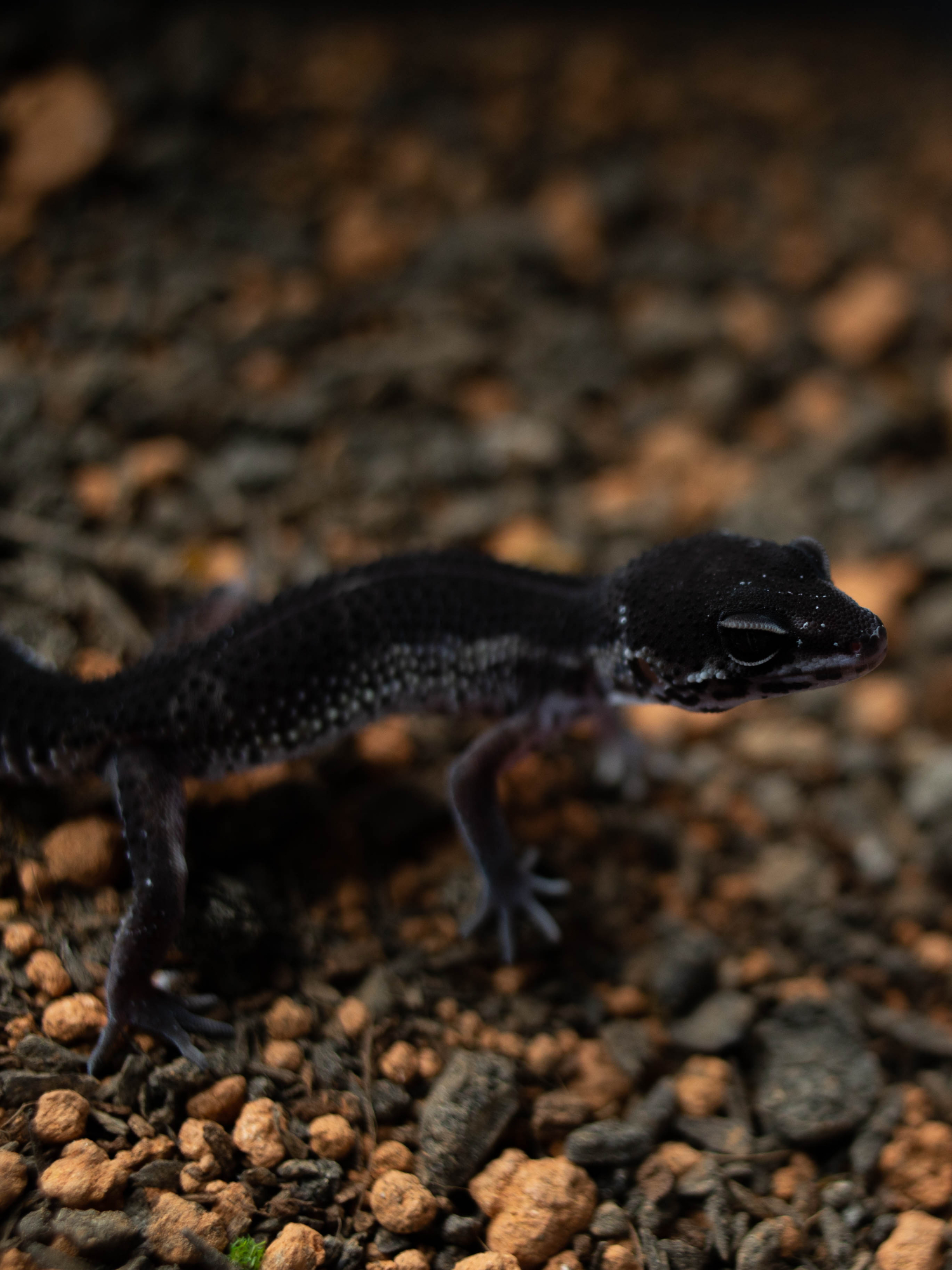 3. スノーブラックナイト (F) detail 2