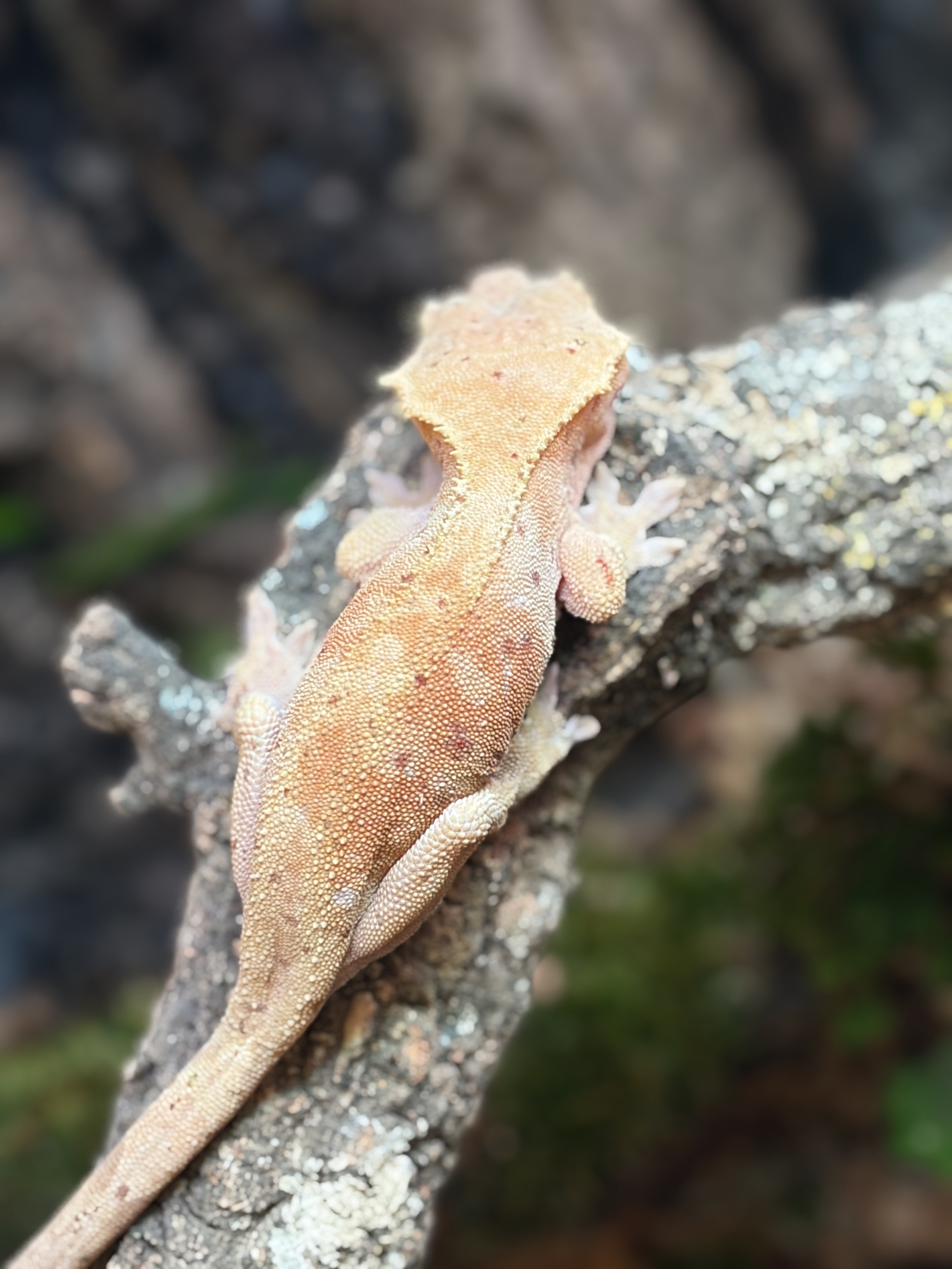 Primal 2. ダルメシアン (F) detail 1