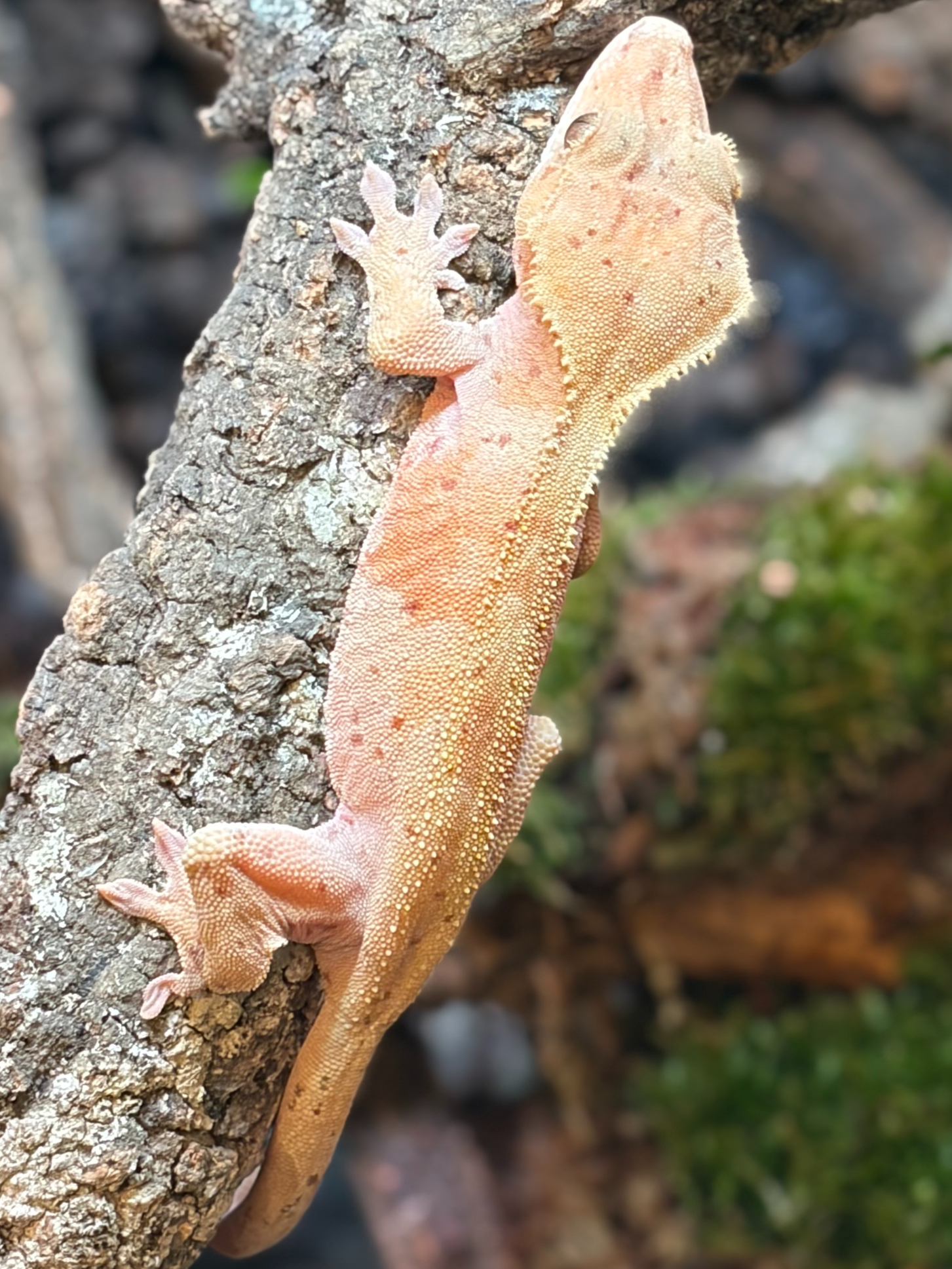 Primal 2. ダルメシアン (F) detail 2