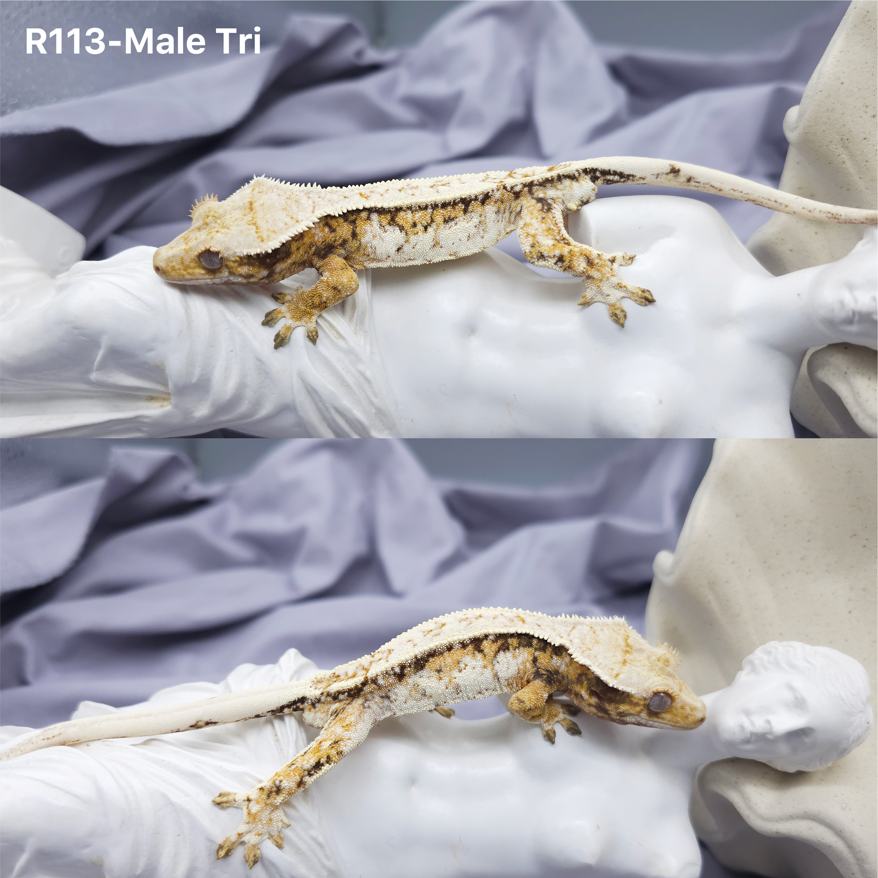 Z113 トライ (M) detail 1