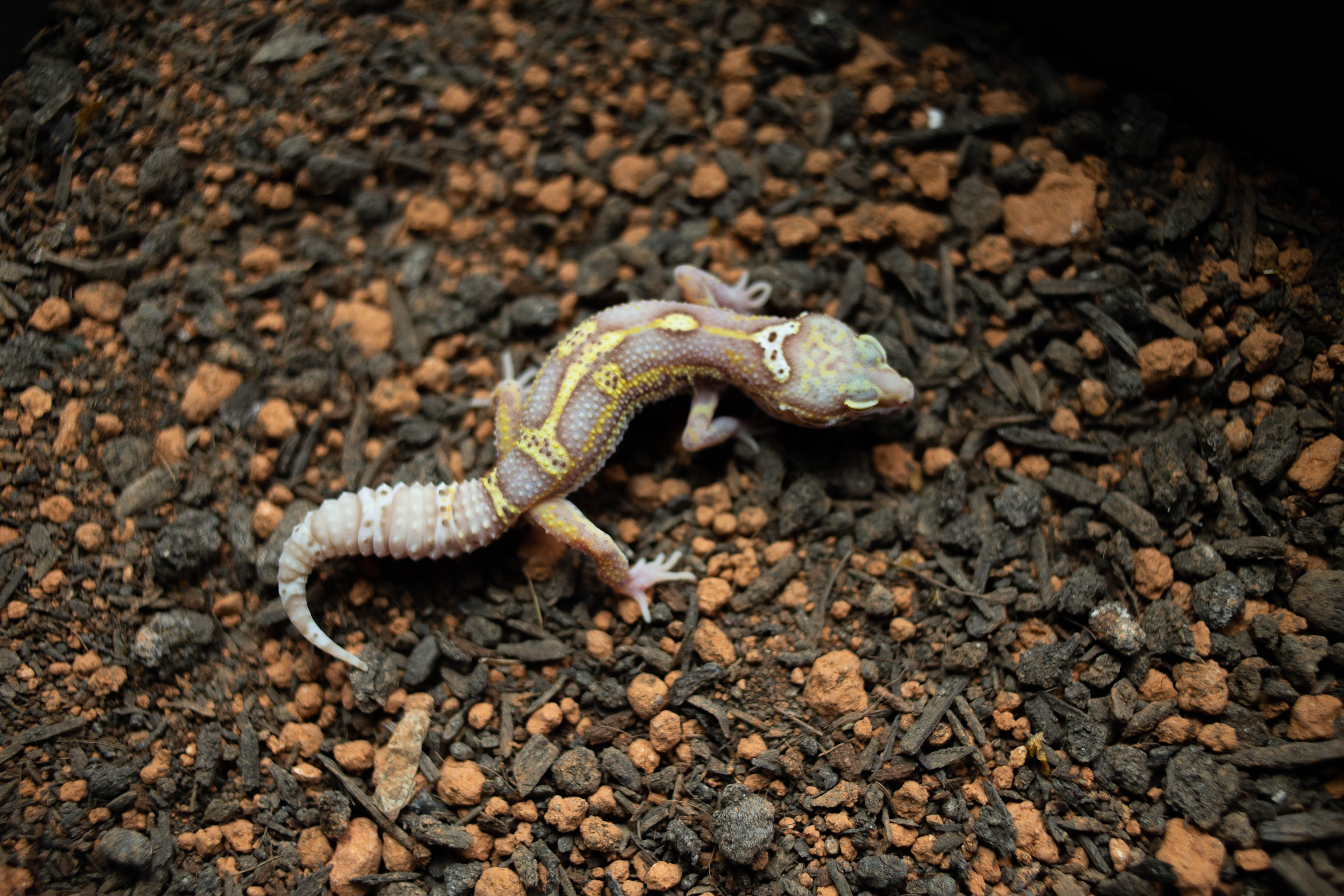 5. Snow Bell Black Night (M) detail 1