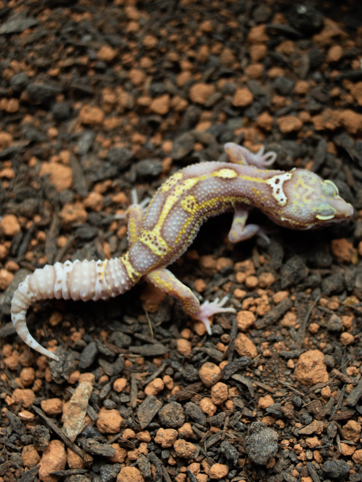 5. Snow Bell Black Night (M) detail 2