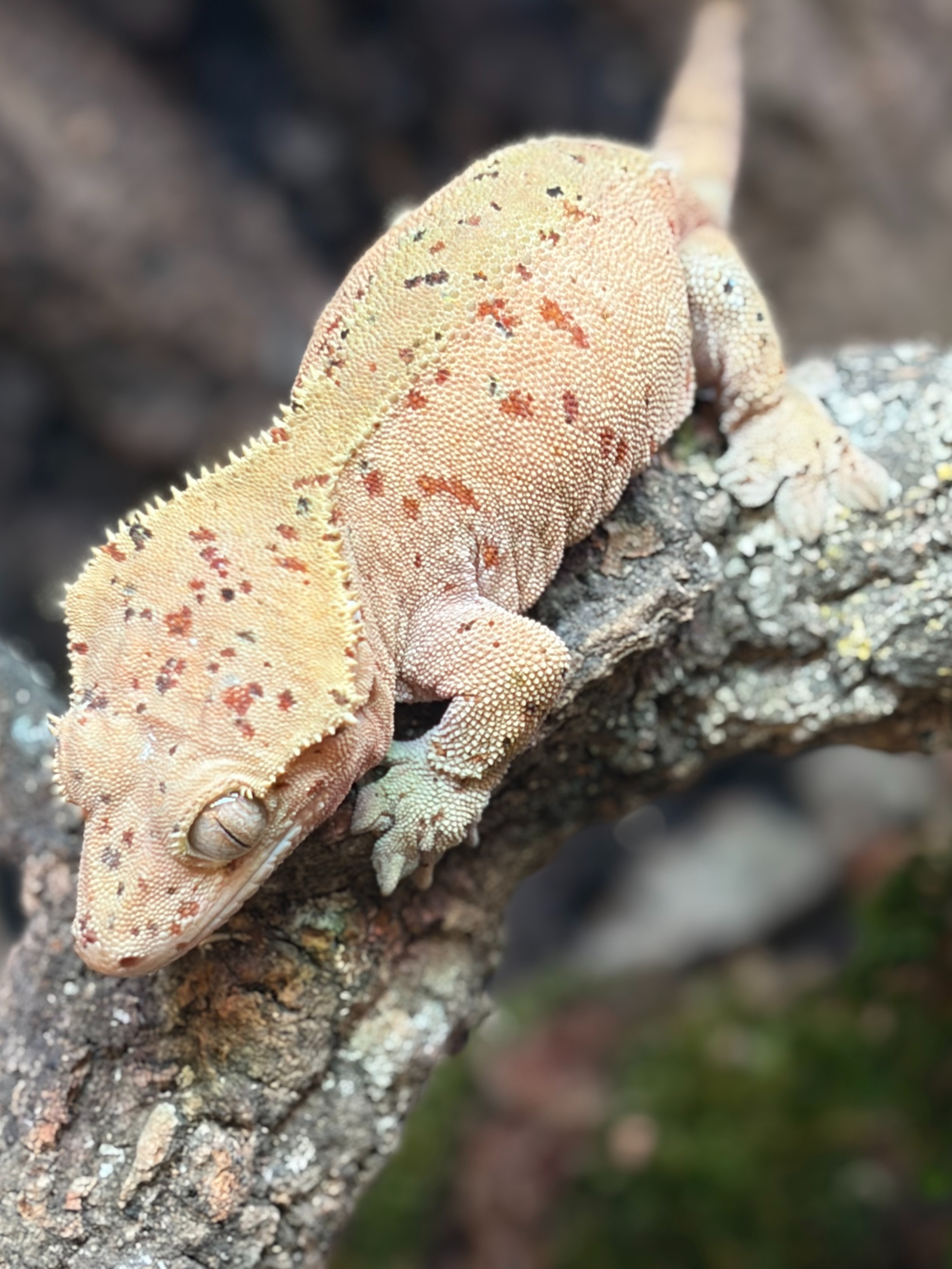 Primal 13. ダルメシアン (M) detail 1