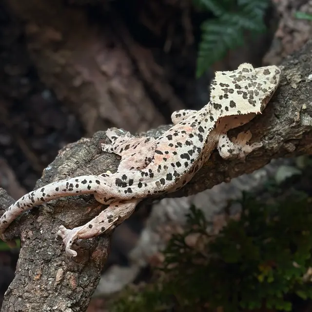 Terranima