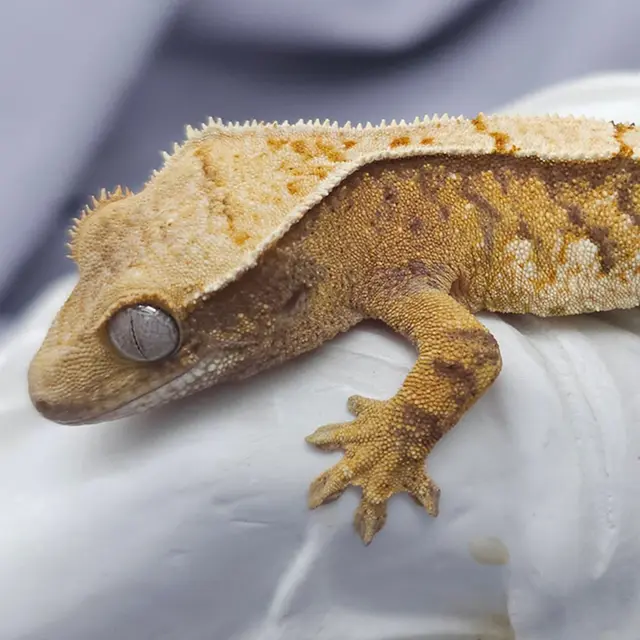 Terranima