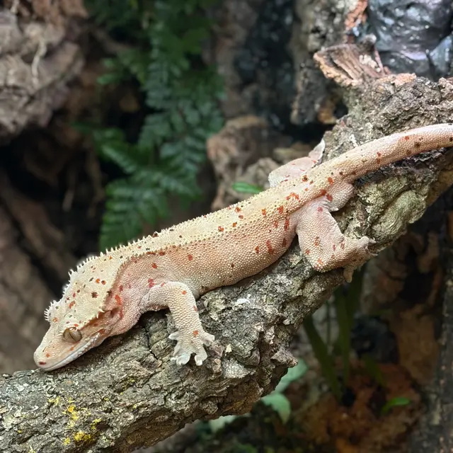 Terranima