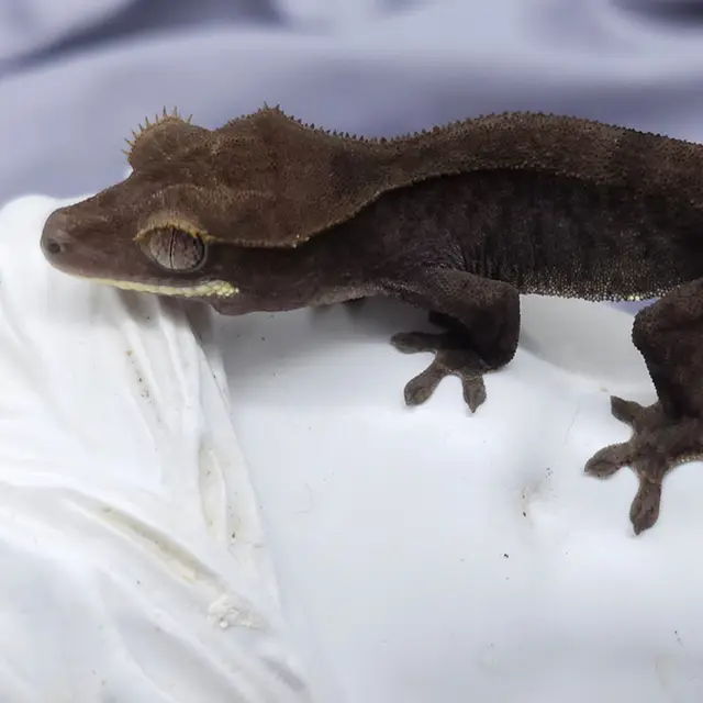Terranima