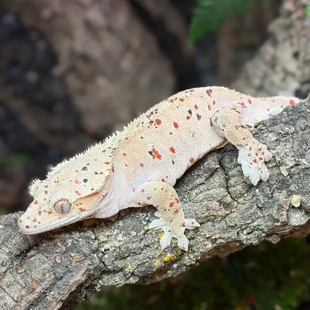 Terranima