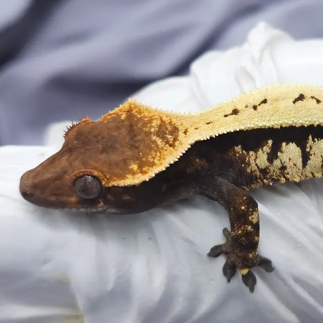 Terranima