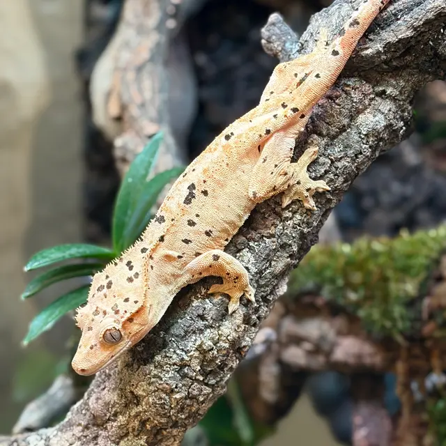Terranima