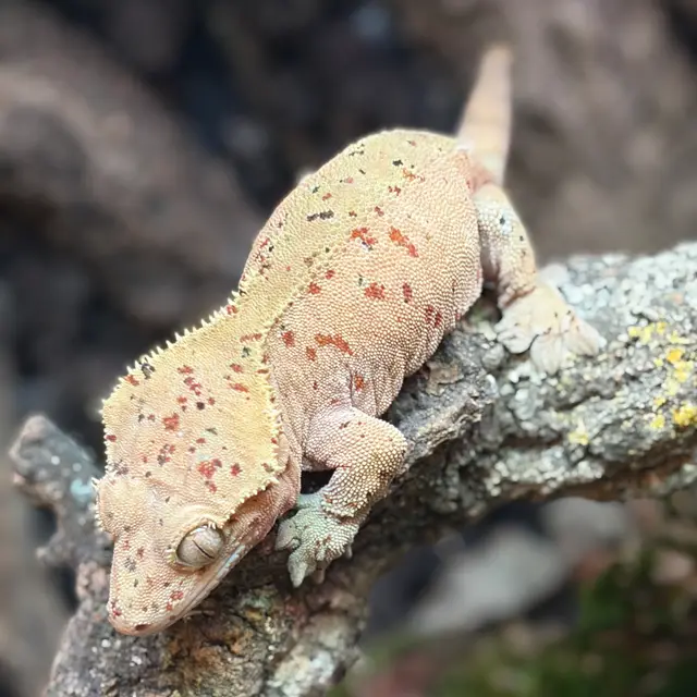 Terranima