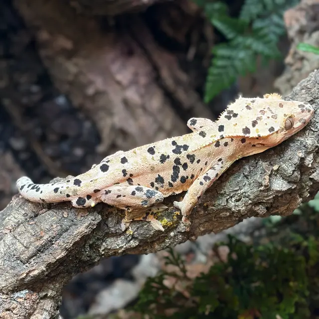 Terranima