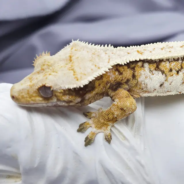 Terranima