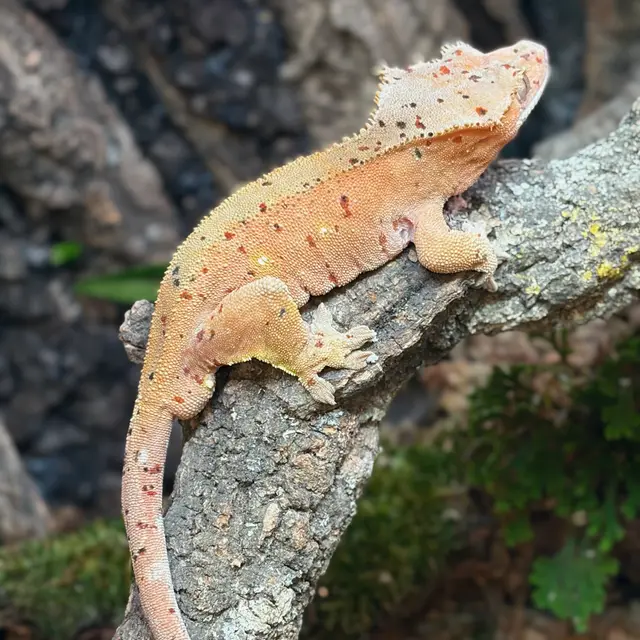 Terranima