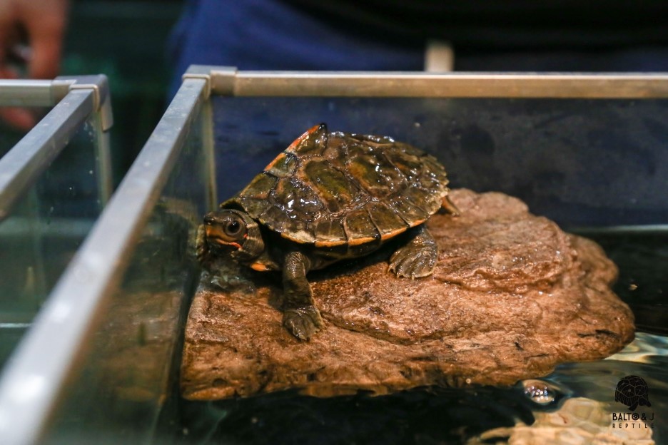 JIF ネオジム磁石 バスキングロック（小） detail 1