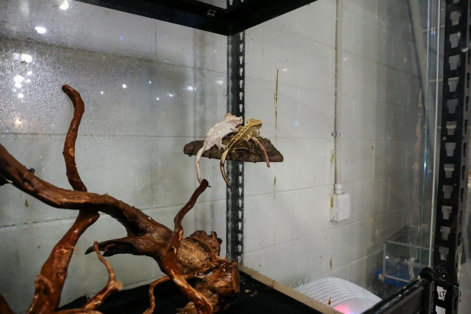 JIF ネオジム磁石 バスキングロック（小） detail 2