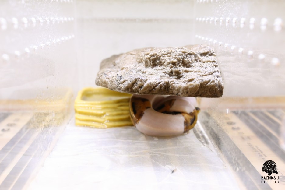 JIF ネオジム磁石 バスキングロック（小） detail 4