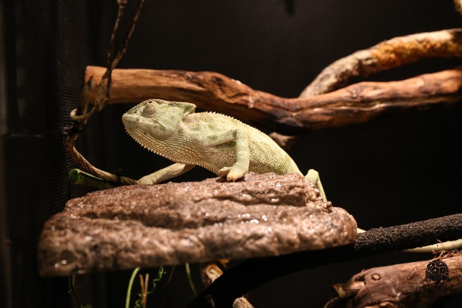 JIF ネオジム磁石 バスキングロック（小） detail 5