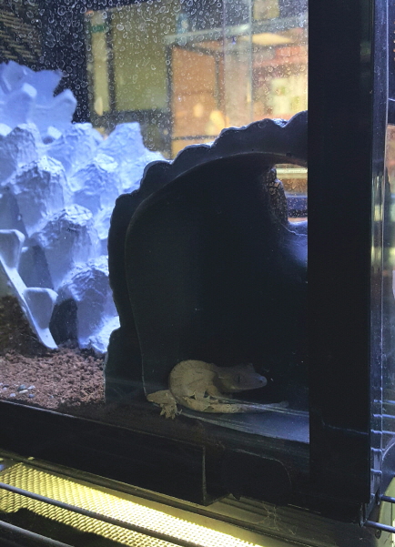 JIF センスロック用 ロックシェルター detail 1