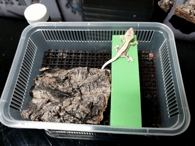 JIF 積み重ね式 ブラック透明飼育ケース（小） detail 2