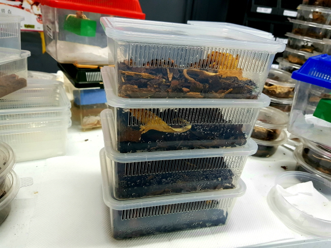 JIF 積み重ね式 クリア飼育ケース（小） detail 5