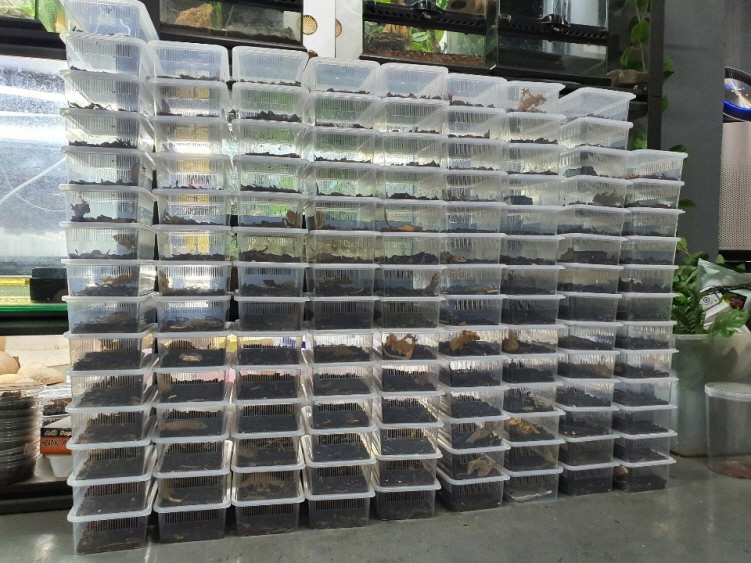 JIF 積み重ね式 クリア飼育ケース（小） detail 6