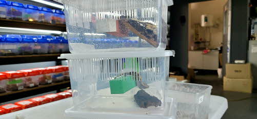 JIF 6面通気 積み重ね式 飼育ケース（中） detail 3