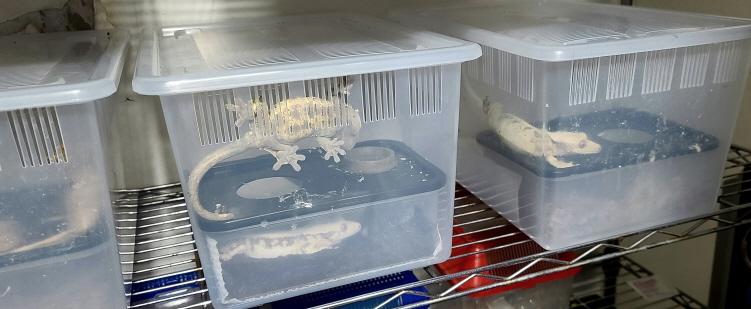 JIF 6面通気 ブラッククリア 積み重ね式飼育ケース（大） detail 1