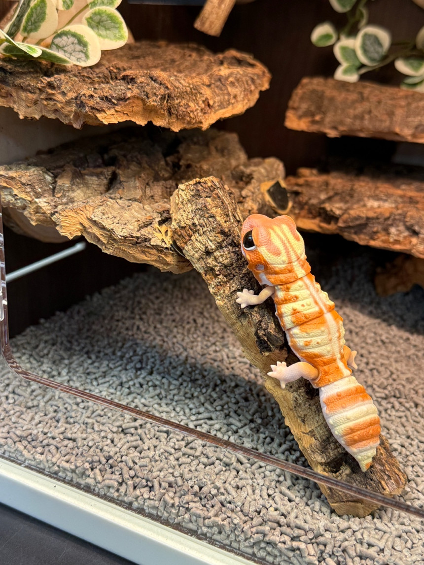 テラブロック 45×30×30 アクリル飼育ケージ 地表性レプタイル用フルセット detail 2