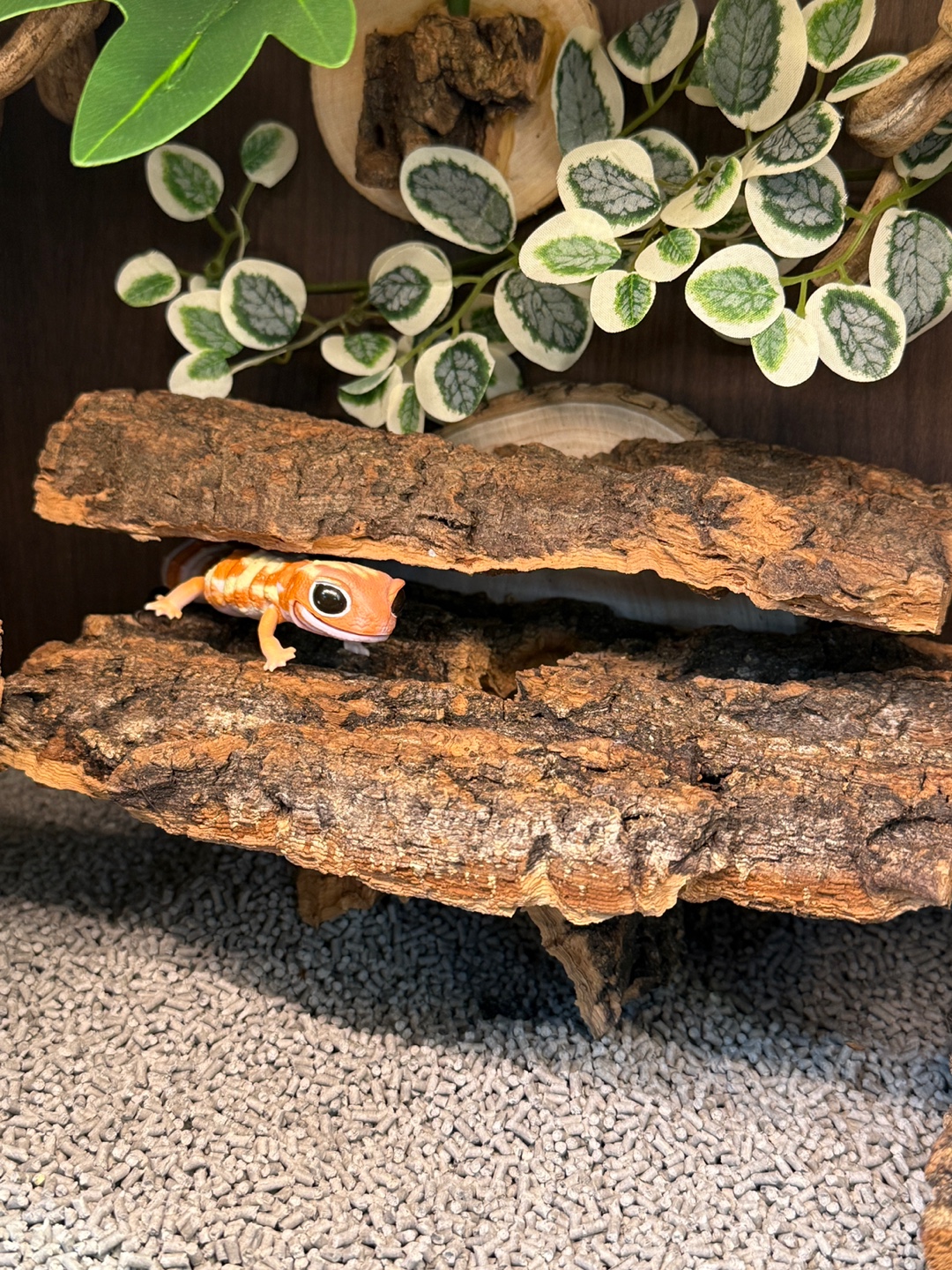 テラブロック 45×30×30 アクリル飼育ケージ 地表性レプタイル用フルセット detail 3