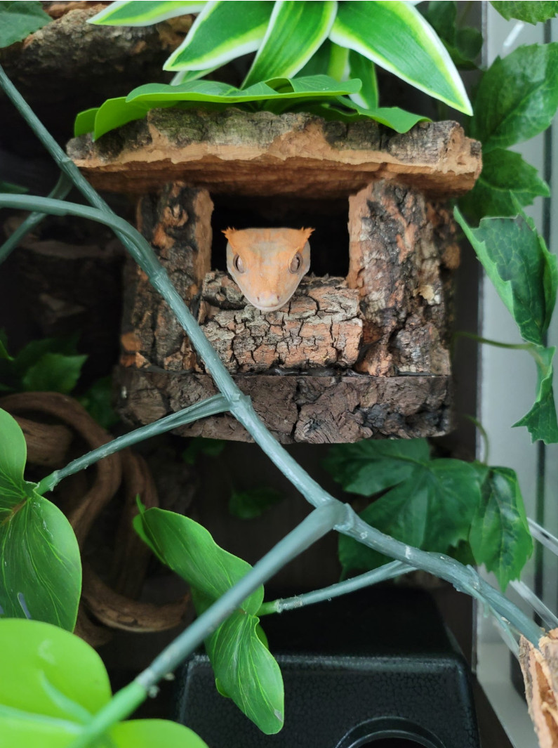 テラブロック 30 × 30 × 45 2 in 1 アクリル飼育ケージ フルセット detail 4