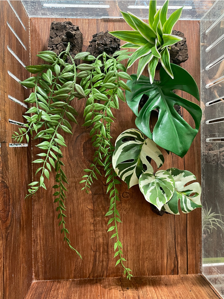 テラブロック 30×30×45 アクリル飼育ケージ 2面レイアウト仕様 ツル流木＆人工植物フルセット detail 2