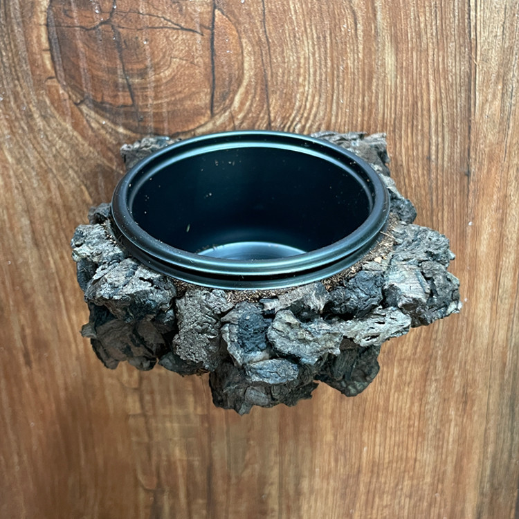 テラブロック 30×30×45 アクリル飼育ケージ 2面レイアウト仕様 ツル流木＆人工植物フルセット detail 8