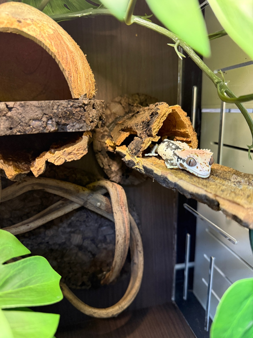 Terrablock 30 × 30 × 45 Acrylic Enclosure – Monstera Forest Full Set (Dual-Side Layout) detail 2