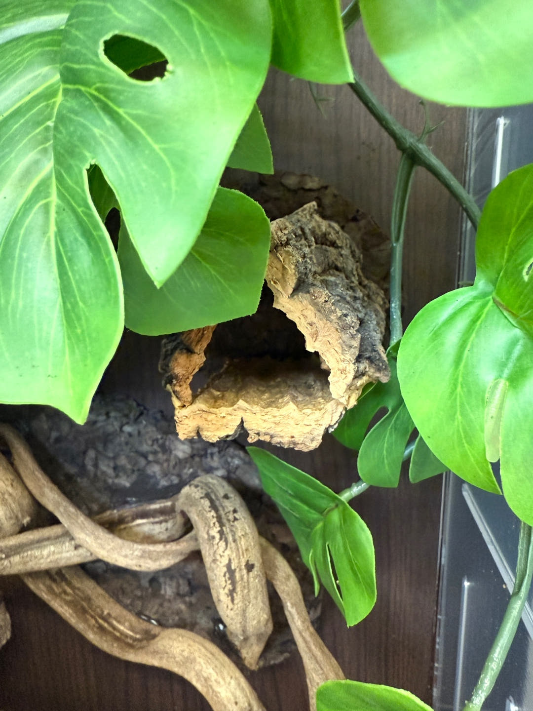 Terrablock 30 × 30 × 45 Acrylic Enclosure – Monstera Forest Full Set (Dual-Side Layout) detail 5