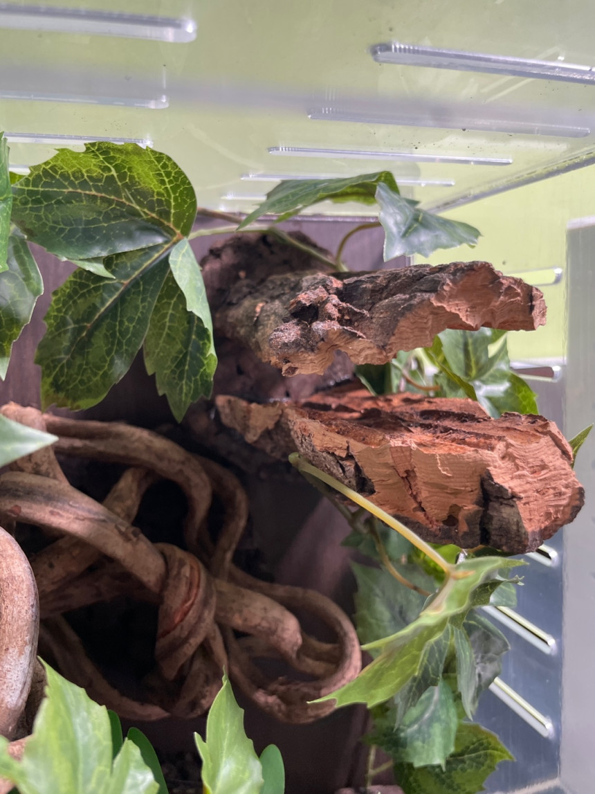 テラブロック 25×25×38 アクリル飼育ケージ メープル人工植物 フルセット detail 2