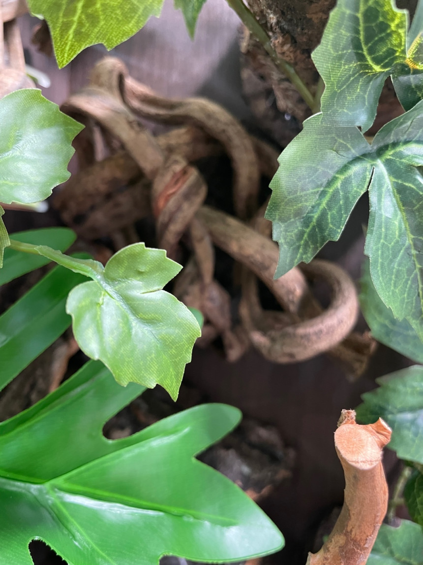 テラブロック 25×25×38 アクリル飼育ケージ メープル人工植物 フルセット detail 3