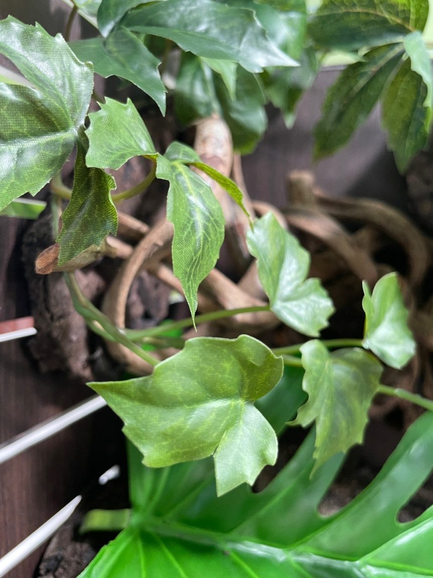 テラブロック 25×25×38 アクリル飼育ケージ メープル人工植物 フルセット detail 4